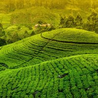 820638-Nuwara-Eliya-Sri-Lanka-Fields-Trees-scaled.jpg
