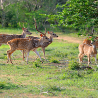 Parc-National-Yala-1.webp