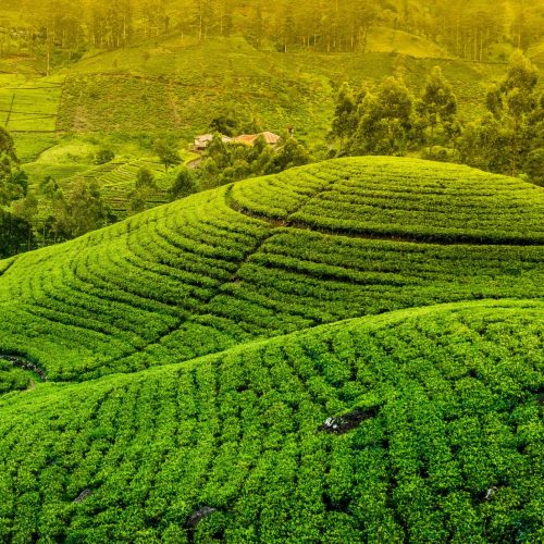 820638-Nuwara-Eliya-Sri-Lanka-Fields-Trees-scaled.jpg